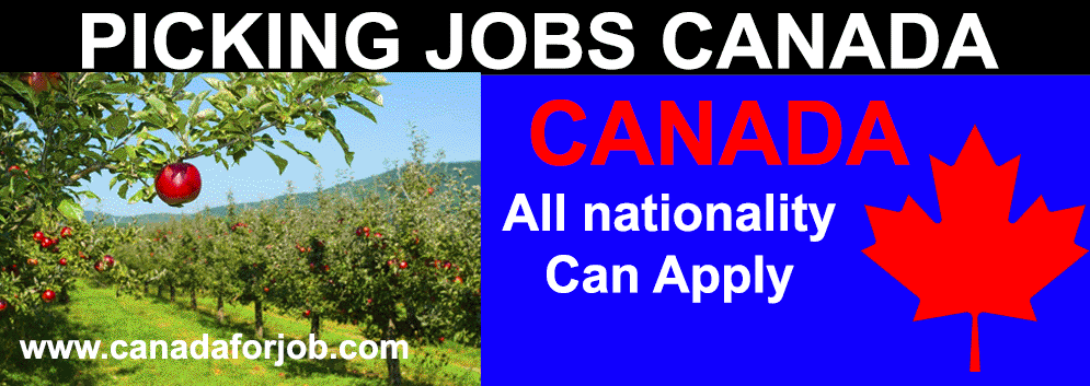 Fruit Farm Worker in Canada 2021 Job Bank Picking Jobs